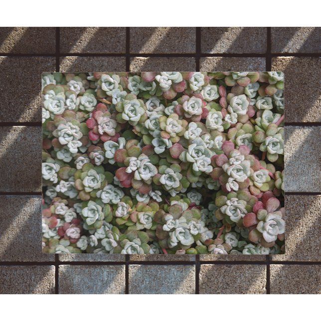 Sedum Spathulifolium Succulents Floral Doormat (In Situ)