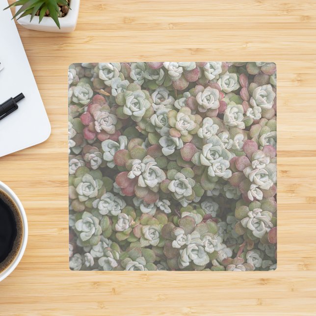 Sedum Spathulifolium Succulents Floral Stone Coaster (In Situ)