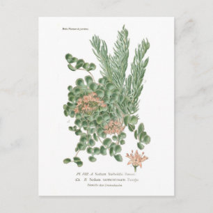 Sedum species postcard