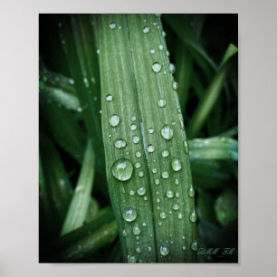 See raindrops on leaf matte poster.   poster