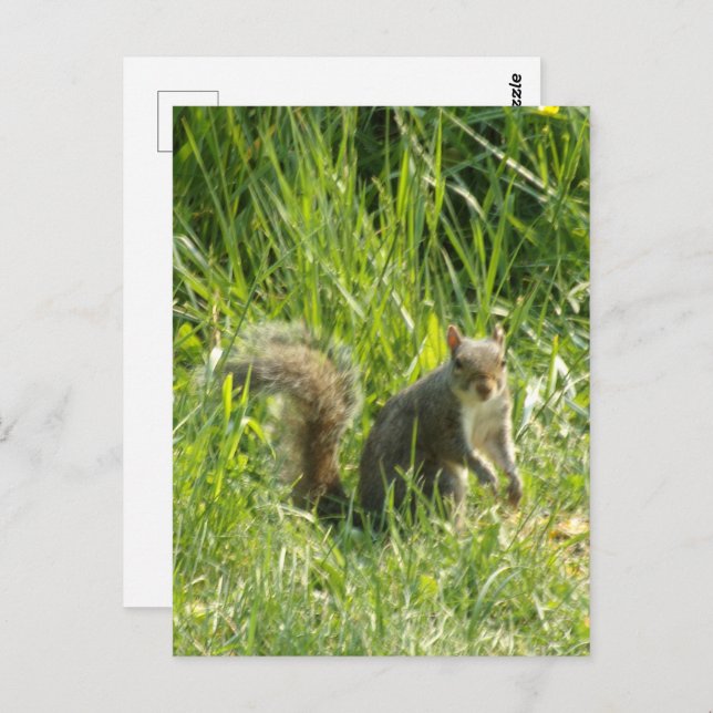 See You Squirrel Postcard (Front/Back)