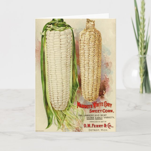 Seed Catalogue Cover - Corn Card (Front)
