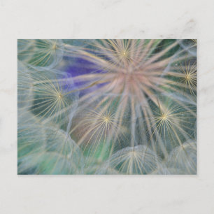 Seed Head Design   Gennesse, Idaho Postcard
