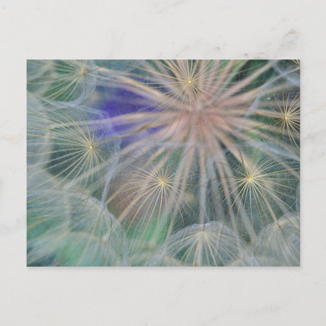 Seed Head Design | Gennesse, Idaho Postcard (Front)
