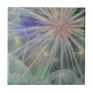 Seed Head Design Gennesse, Idaho Tile