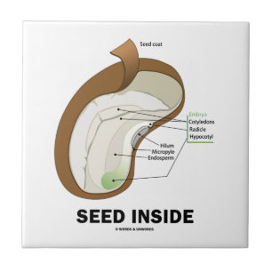 Seed Inside (Dicotyledon Bean Seed Anatomy) Ceramic Tile