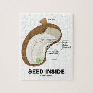 Seed Inside (Dicotyledon Bean Seed Anatomy) Jigsaw Puzzle