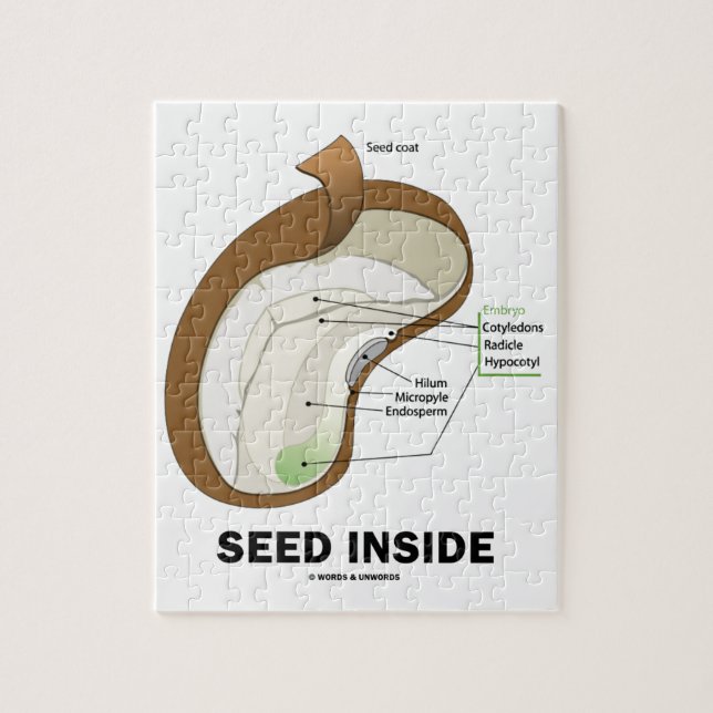 Seed Inside (Dicotyledon Bean Seed Anatomy) Jigsaw Puzzle (Vertical)