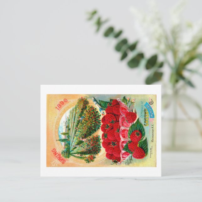 Seed Packets.  Postcard (Standing Front)