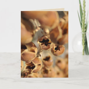 Seed Pod Blank Card
