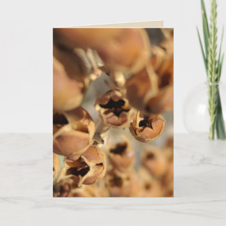 Seed Pod Blank Card