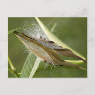 Seed Pod Postcard