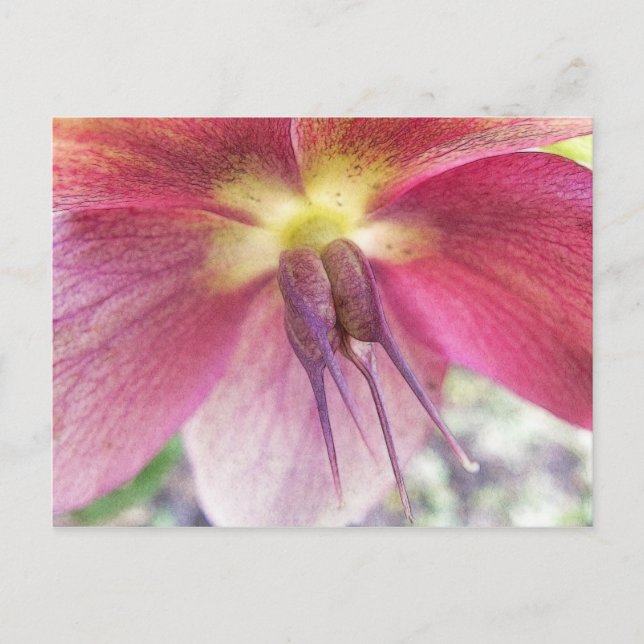 Seed Pods Developing on Hellebore Flower Postcard (Front)
