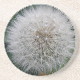 Seeding Dandelion Flower Coasters