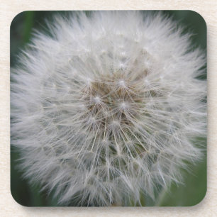 Seeding Dandelion Flower Cork Coaster