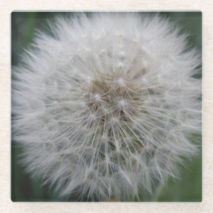 Seeding Dandelion Flower Glass Coaster