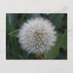 Seeding Dandelion Flower Postcard