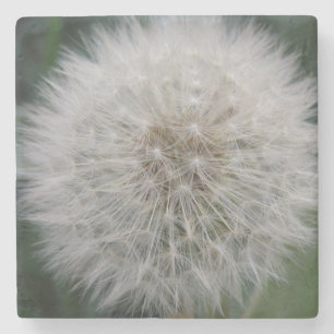 Seeding Dandelion Flower Stone Coaster
