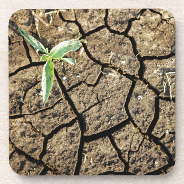 Seedling In Cracked Earth Coaster (Front)