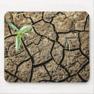 Seedling In Cracked Earth Mouse Pad
