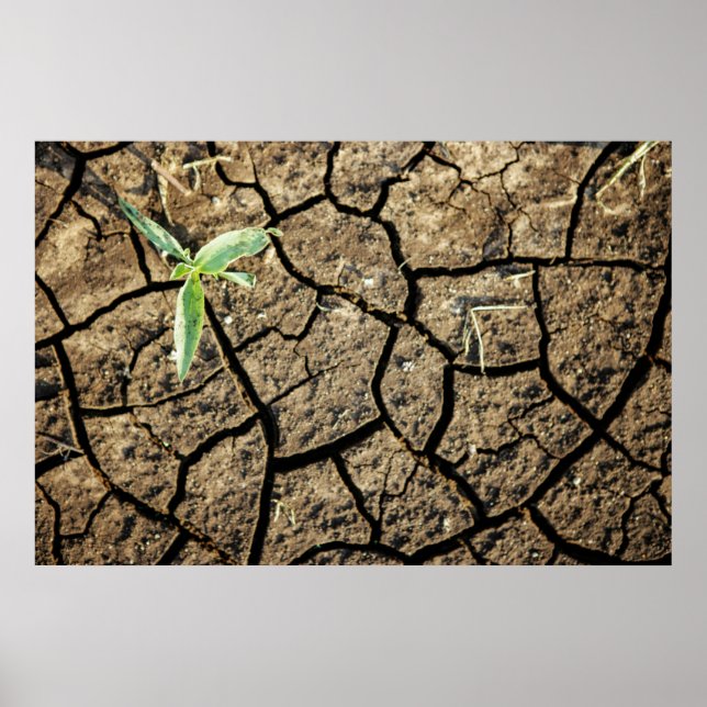 Seedling In Cracked Earth Poster (Front)
