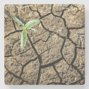 Seedling In Cracked Earth Stone Coaster