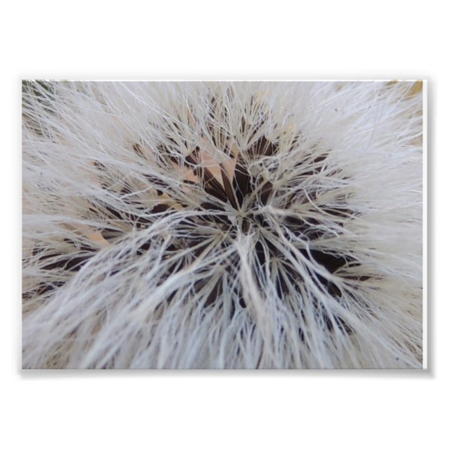 Seedpods Photo Print (Front)
