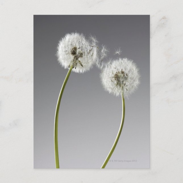 Seeds connecting two dandelions postcard (Front)