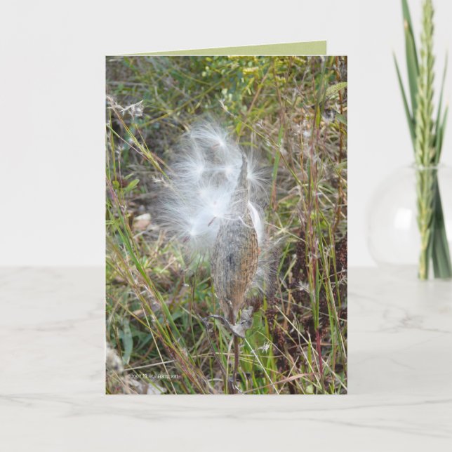 Seeds Fly Card (Front)