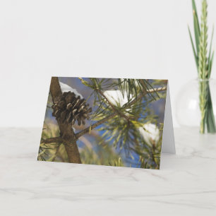 Seeds of the Evergreen Holiday Card