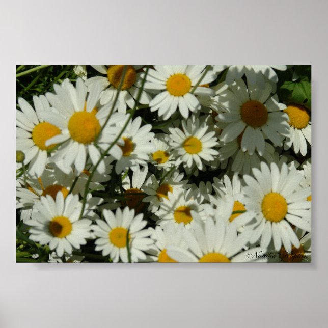 Seeing Daisy Poster (Front)