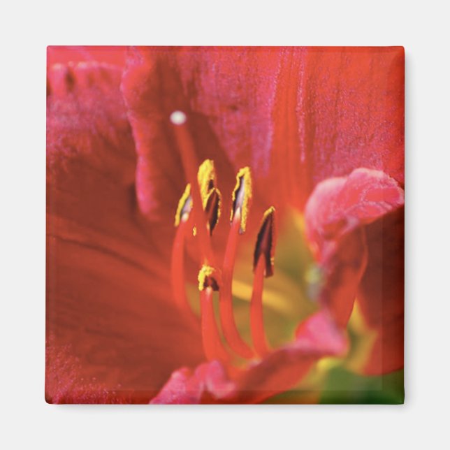 Seeing Red Magnet (Front)