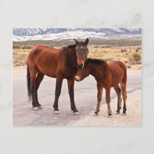 Seeking Comfort Postcard