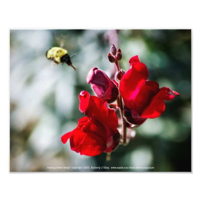 Seeking Nectar Photo Print (Front)