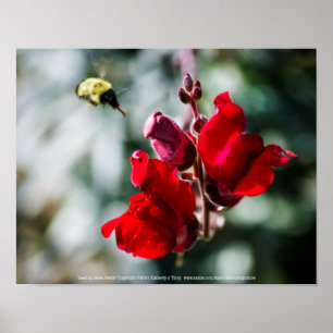 Seeking Sweet Nectar Poster