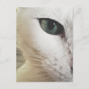 Seelenfreund Tiere Katzenauge Grußkarte Postcard