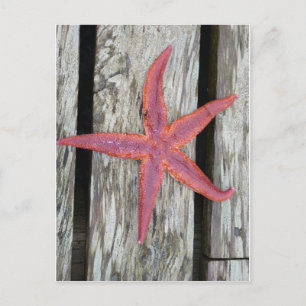 Seestern auf Holz Postcard