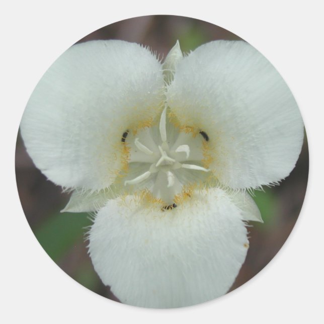 Sego Lily stickers (Front)