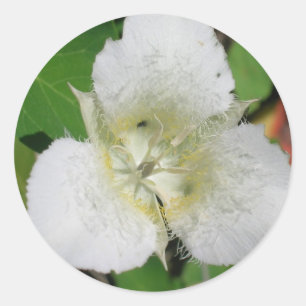 Sego Lily stickers