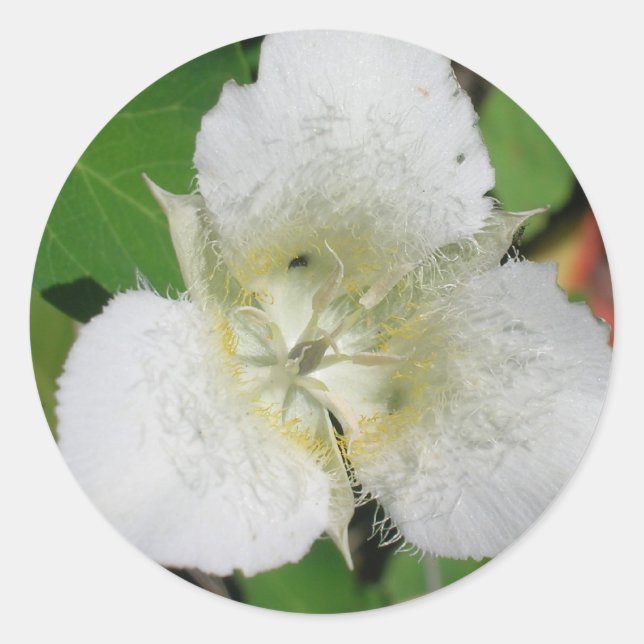 Sego Lily stickers (Front)