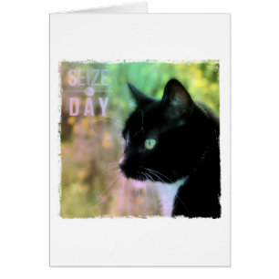 Seize the Day Cat