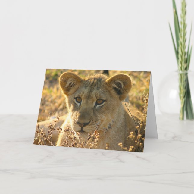 Selati Lion Cub Card (Front)