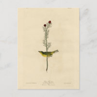 Selby's Fly catcher - Audubon's Birds of America