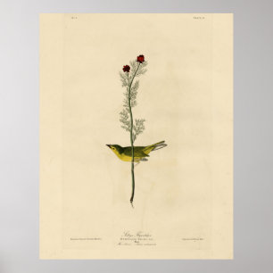 Selby's Fly catcher - Audubon's Birds of America Poster