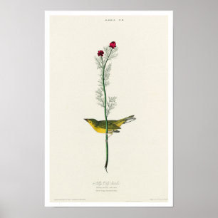 Selby's Flycatcher by Audubon Poster