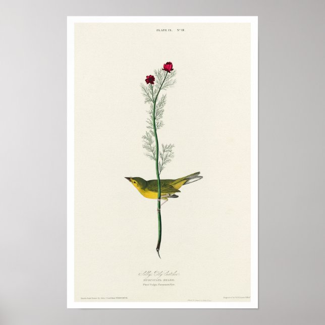 Selby's Flycatcher by Audubon Poster (Front)