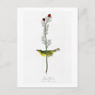 Selby's Flycatcher John Audubon Birds of America Postcard