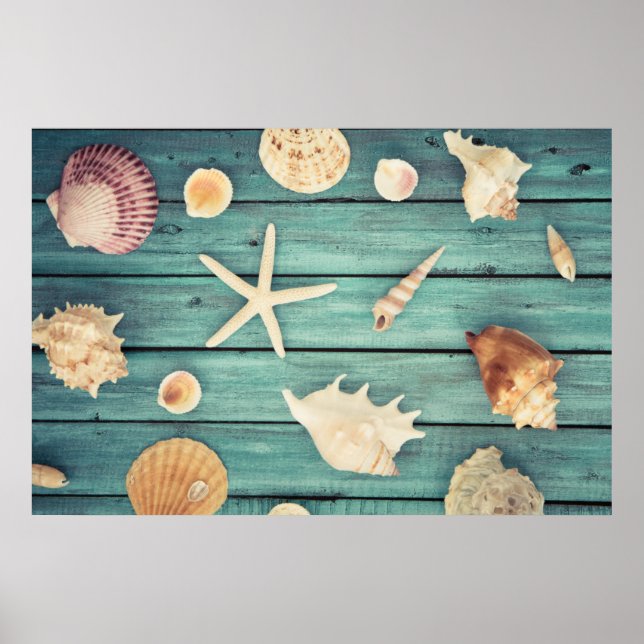 Selection Of Seashells Poster (Front)
