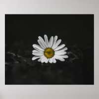 SELECTIVE COLOR PHOTO OF WHITE DAISY