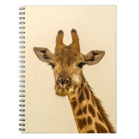 SELECTIVE FOCUS PHOTOGRAPHY OF GIRAFFE